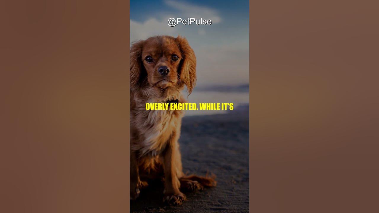 understanding-the-zoomies-in-dogs-frenetic-random-activity-periods