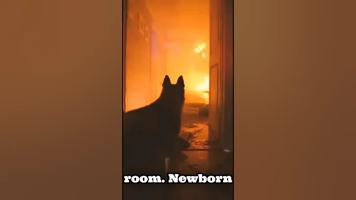 This Dog Refused to Leave the Burning House… and the Reason Broke Everyone 💔🔥 #shorts