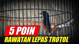 5poin Rawatan Murai Lepas Trotol