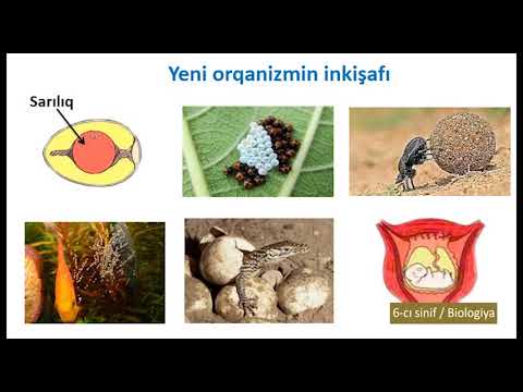 Video: Müəllifləri Bulgakovun 