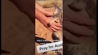 Tik Tok Australia Fire