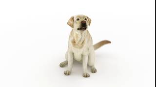 Hundesprog | Lær at aflæse hunds kropsprog |