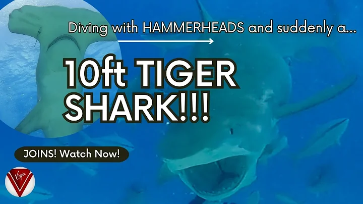10 FT TIGER SHARK OUT OF NOWHERE!!!!  BIMINI HAMMERHEAD DIVE with Virgin Voyages! #shark #diving