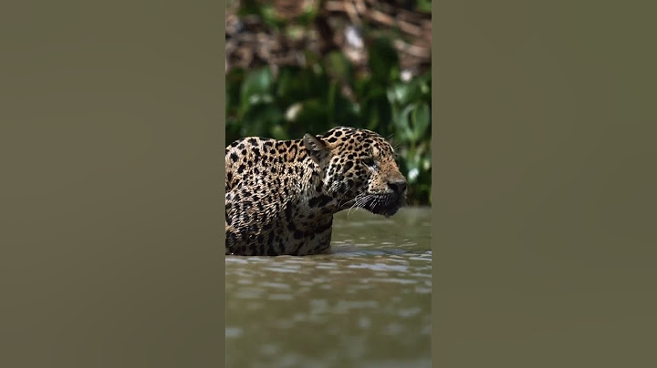 masih jadi misteri .#viral#satwa#macan#pemangsa#karnivora#hewanbuas