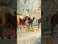 Camels Showing balochi culture #shortvideo #travel #balochistan #reels #nature