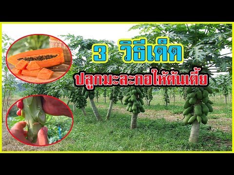 ปลูกมะละกอให้ต้นเตี้ย | เก็บง่ายๆ ได้ผลผลิตดี 3วิธีเด็ด |