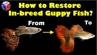How to Restore Inbreed Guppy Fish to Original Pure Strain!