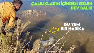 SAZAN AVI | BALIK AVI | KASNAK OLTA İLE LİMİT ÜSTÜ BALIK YAKALAMA YÖNTEMİ