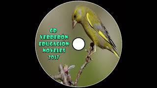 CD Verderón Educación Noveles 2017/ Carduelis Chloris