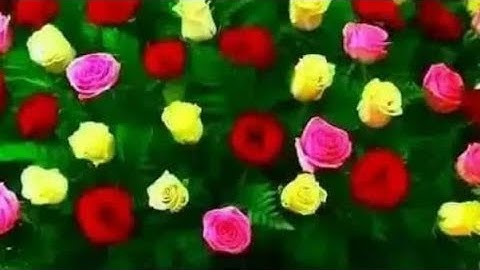 سورة البقرة ( ሱረቱል በቀራ)