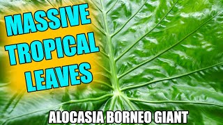 Borneo Giant Elephant Ear! Alocasia Borneo Giant by Tropical Plant Party 1,656 views 1 month ago 14 minutes, 50 seconds