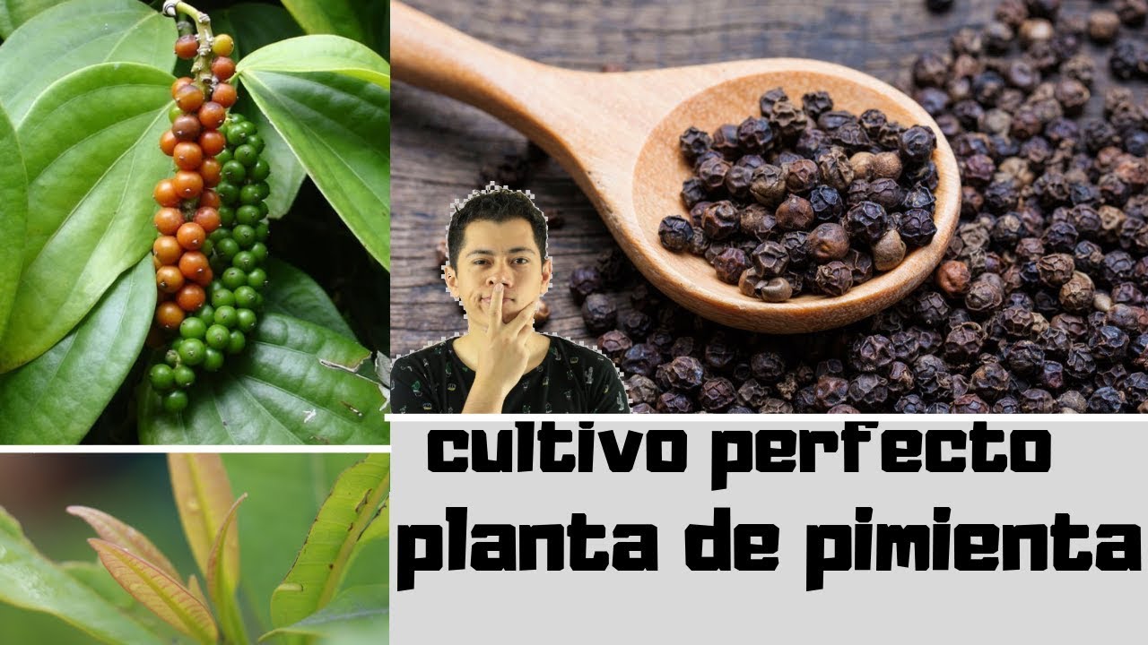 Cúrcuma jengibre y pimienta negra para que sirve