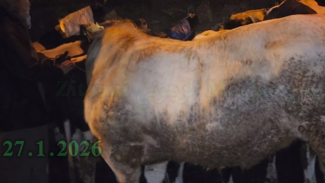 مباشرة من سوق الأسبوعي تلات فيني مع تمن تور كزاري