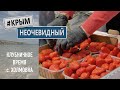 #КрымНеОчевидный: Клубничное время в Крыму (с. Холмовка)