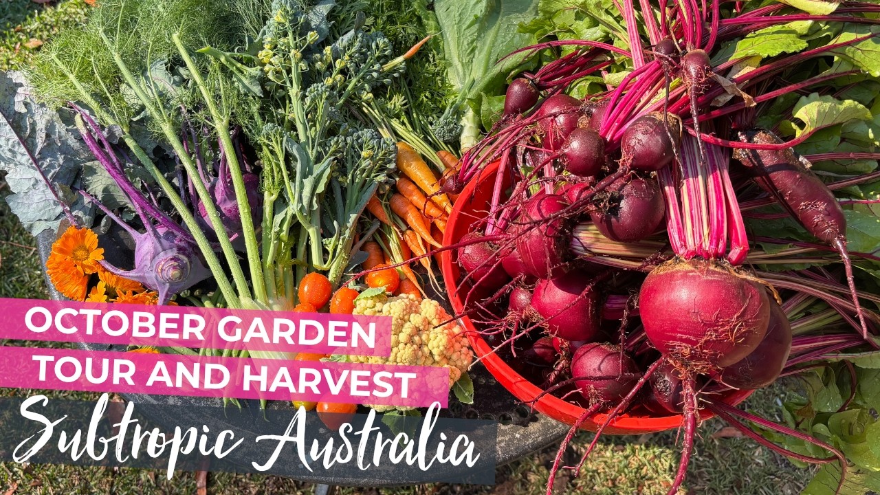 Октябрь в нашем субтропическом огороде — экскурсия + сбор урожая