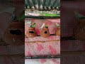 Day-68. Budgies Rest Time 🦜🦜 | Rare Budgies | #budgiecare #birds #parrot #talkingparot