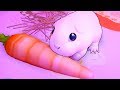 СИМУЛЯТОР Маленькой Морской свинки хомячка. Милый малыш мышонок в ROBLOX на канале КИДА #КИД