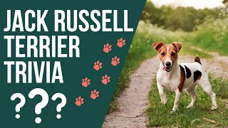 Jack Russell Terrier Trivia Game: You Won't Believe These 17 Fun Facts! #jackrussellterrier #trivia by Terrier Owner 1,630 views 1 year ago 9 minutes, 7 seconds