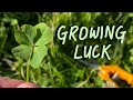 Can I Grow Luck? 4 Leaf Clover Propagation
