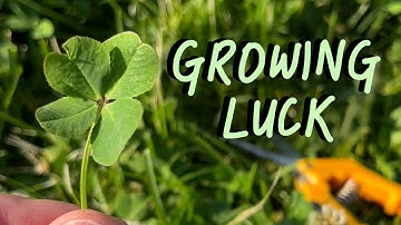 Can I Grow Luck? 4 Leaf Clover Propagation