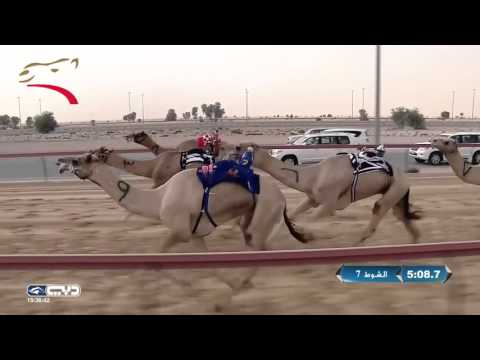 تأهيل الزمول للشيوخ 6 كم المرموم 22 10 2015 م ش7 سراب ل الشيخ أحمد بن مكتوم بن جمعه آل مكتوم