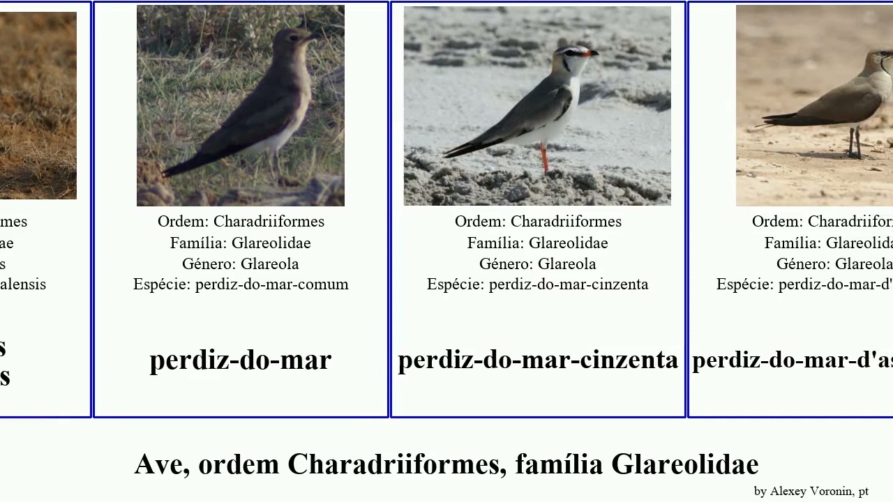 Ave, ordem Charadriiformes, família Glareolidae birds Lebowitz corredor-de-capuz-vermelho Hickory