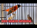 Red siskin singing dancing Best Red siskin gacor