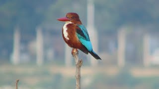 Whitethroated Kingfisher Braving the Elements