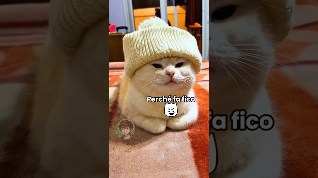 Vita da gatti 🐱 EP. 125