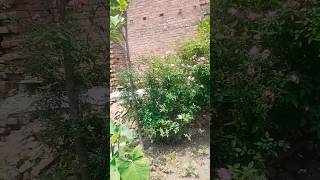 #VillageLife #NaturalBeauty #Hariyali #NatureLovers #VillageVibes #PeacefulLife #NaturalFlowers😍