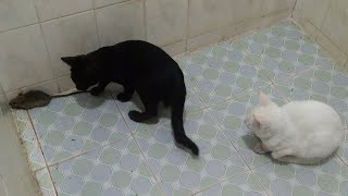 Very Patient White Cat Watch the Black Cat Play with Mouse by Top Kitten TV 201 views 2 years ago 9 minutes, 51 seconds