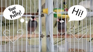 Java Sparrows Meet for the First Time