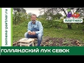 РЕПЧАТЫЙ ЛУК. УБОРКА И ПОДГОТОВКА К ХРАНЕНИЮ