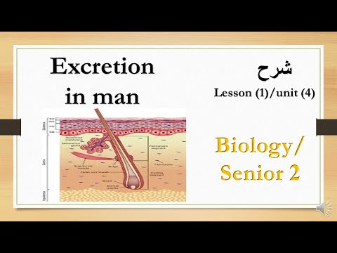 excretion in man skin biology 2nd   secondary lesson 1 unit 4 second term شرح