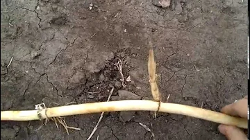 Корень камыша