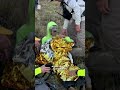 83 year old hiker rescued two days after disappearing in Grand Canyon National Park #shorts