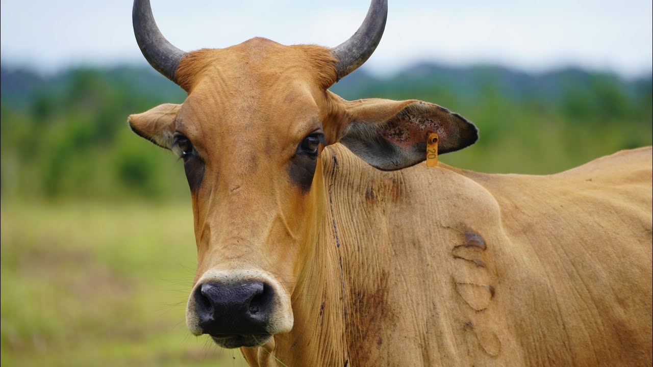 cow-farm-in-guyana-youtube