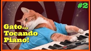 Gato Tocando Piano! | Ao Som De Why Can&#39;t We Be Friends? - The Academic