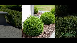 Green Mountain Boxwood Boxwood Green Mountain Growth Rate