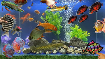 Tổng Hợp Video Động Vật Đầy Màu Sắc,Hoa,Cây,Cá Da Trơn,Ốc ,Rùa,Cá Koi,Cá Cắt Kéo,Cá Lóc Bông,Cá Rô