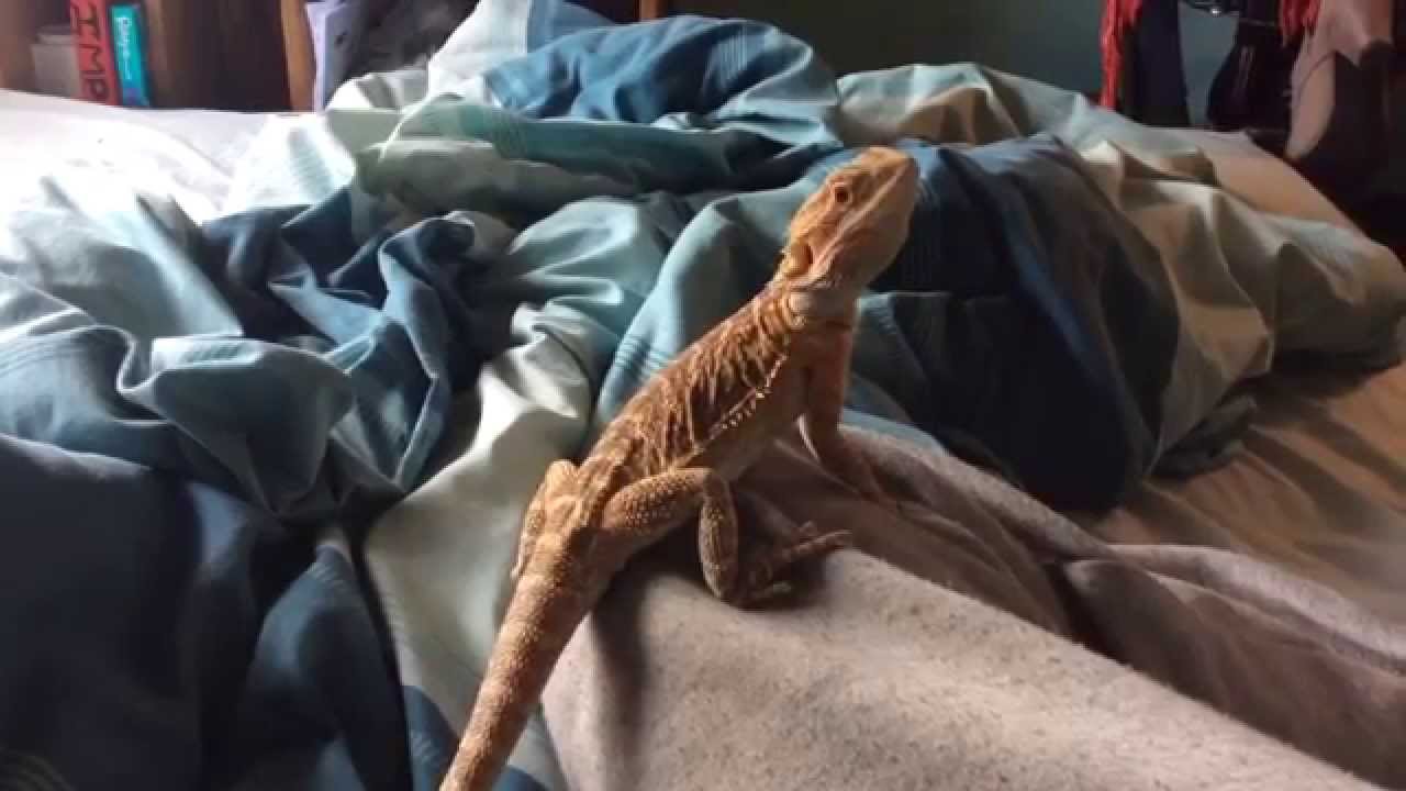 video phone beyonce mp3 Bearded dragon arm wave