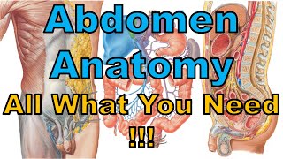 Anatomy of the Abdomen || [The Whole Story] || PDF Files || تشريح البطن - كلية الطب || [A5] || [1]