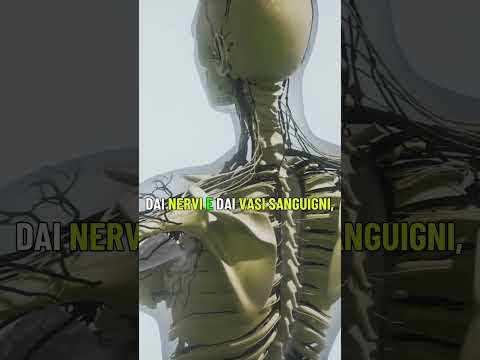 Il Mal di Schiena/Spalla Non Origina di Solito da Schiena o Spalla, Quindi da Dove Viene?