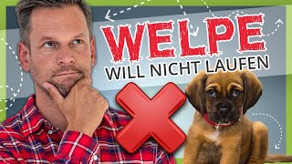 ► Welpe will nicht laufen [Leinenführigkeit für Welpen]