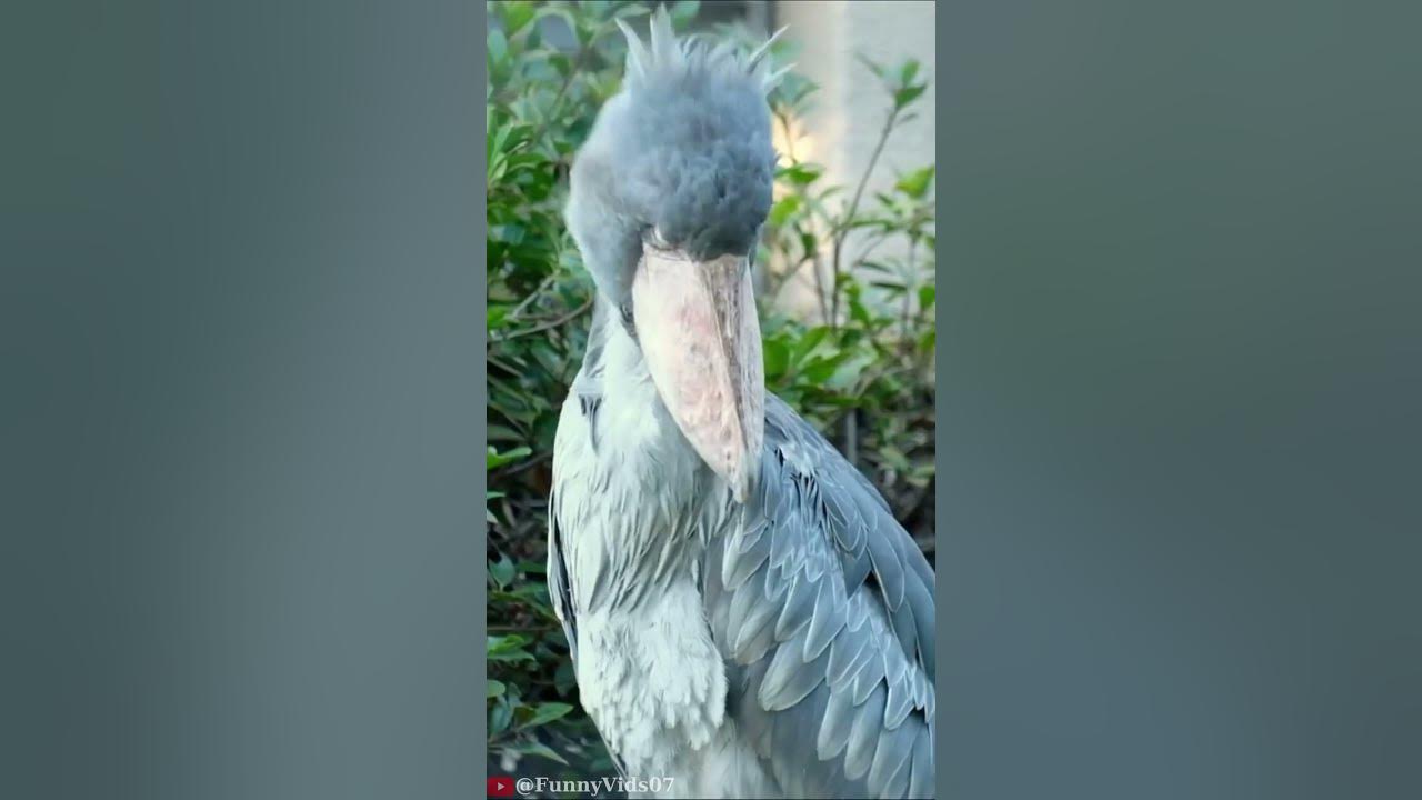 Shoebill Stork Sound shorts YouTube