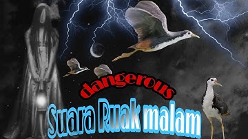 Suara pikat ruak ruak khusus malam paling Ampuh
