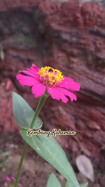 kembang kaheman • kembang beureum dipasieup rupa koneng kayas mani endah