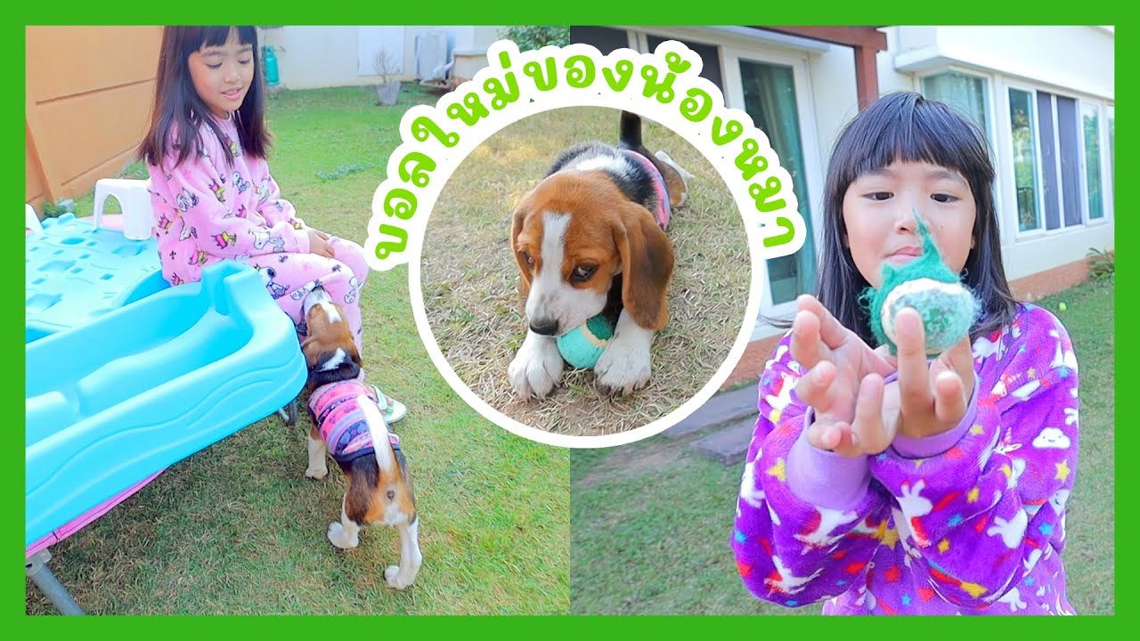 YimYamFamily | บอลใหม่ของน้องหมา