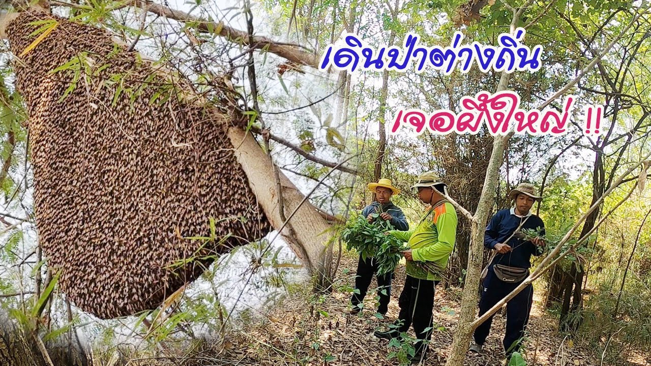 เดินป่า หาผึ้ง หามิ้ม มาขาย หมายริมลำธารต่างถิ่น ไม่คิดว่าจะหมานขนาดนี้ เจอผึ้งใหญ่มาก