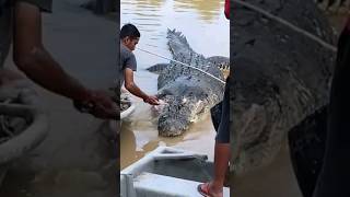 #buaya #viral 😳🐊🐊😬